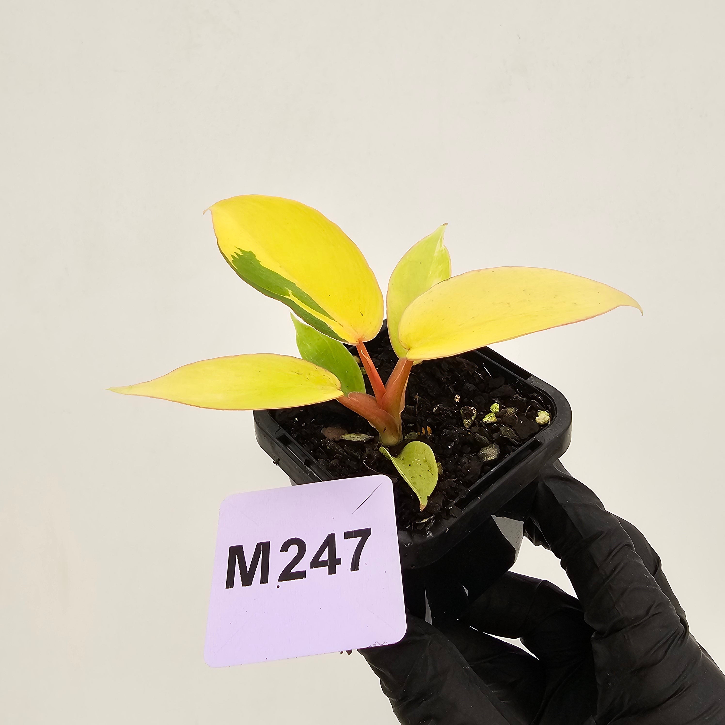 Philodendron pinnatifidum 'Jungle Fever Egg Yolk"