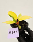 Philodendron pinnatifidum 'Jungle Fever Egg Yolk"