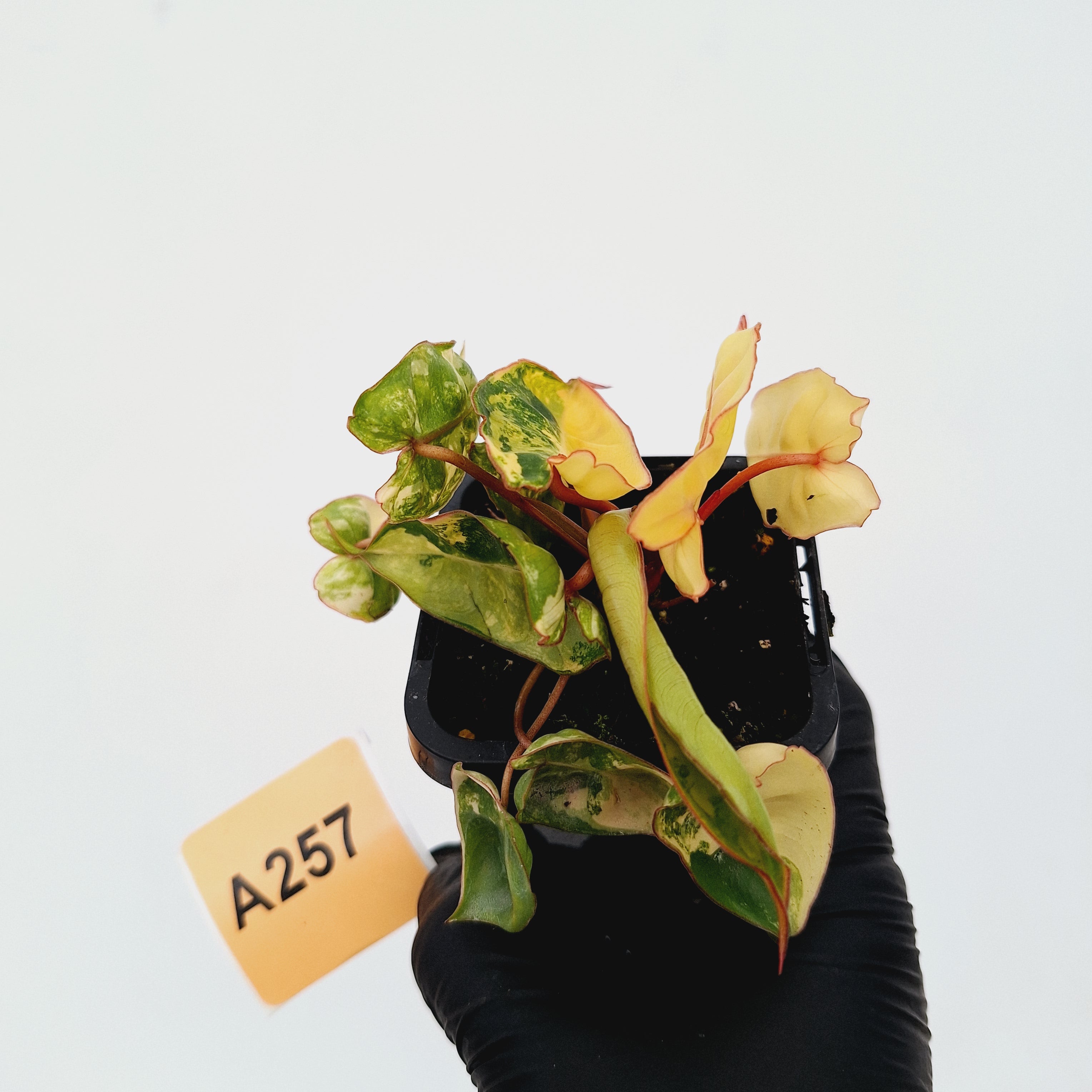 Philodendron billietiae Variegata