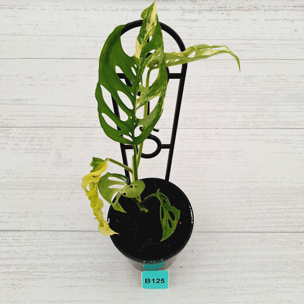 Monstera adansonii Variegata