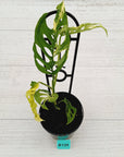 Monstera adansonii Variegata