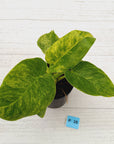 Philodendron giganteum Blizzard - SALE