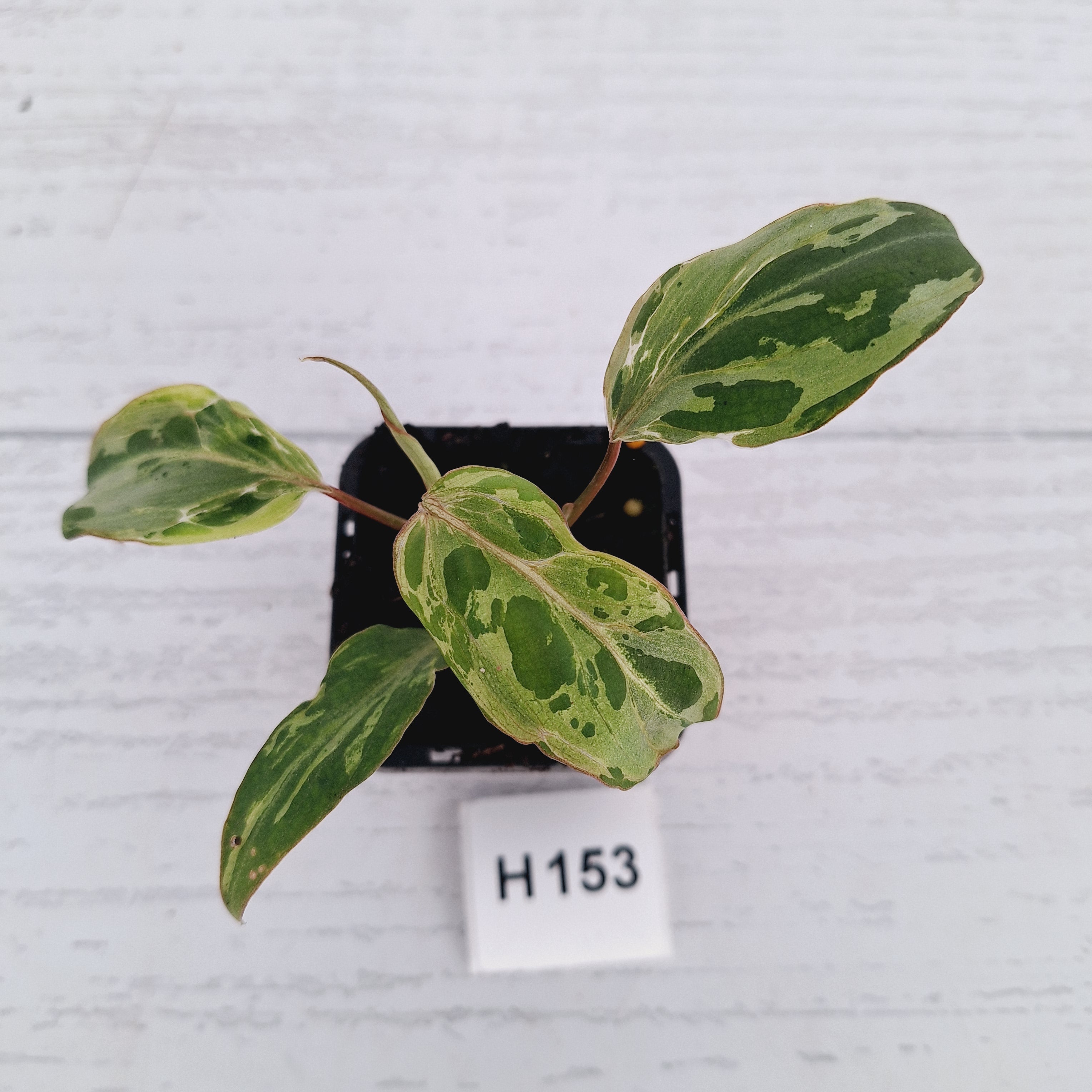 Philodendron gloriosum 'Snow Leopard'