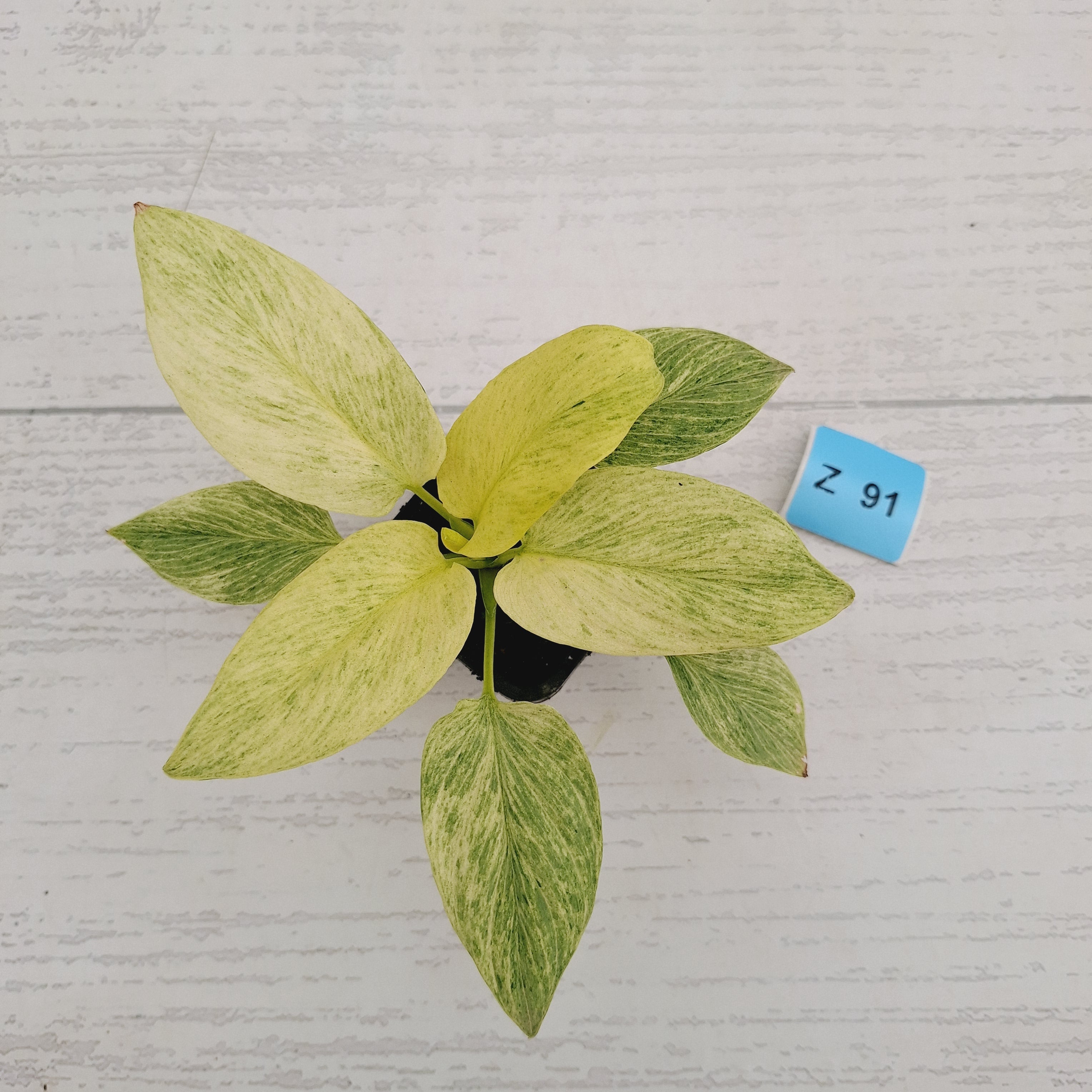 Homalomena sulcata ‘Cream Frost’ - SALE