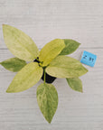 Homalomena sulcata ‘Cream Frost’ - SALE