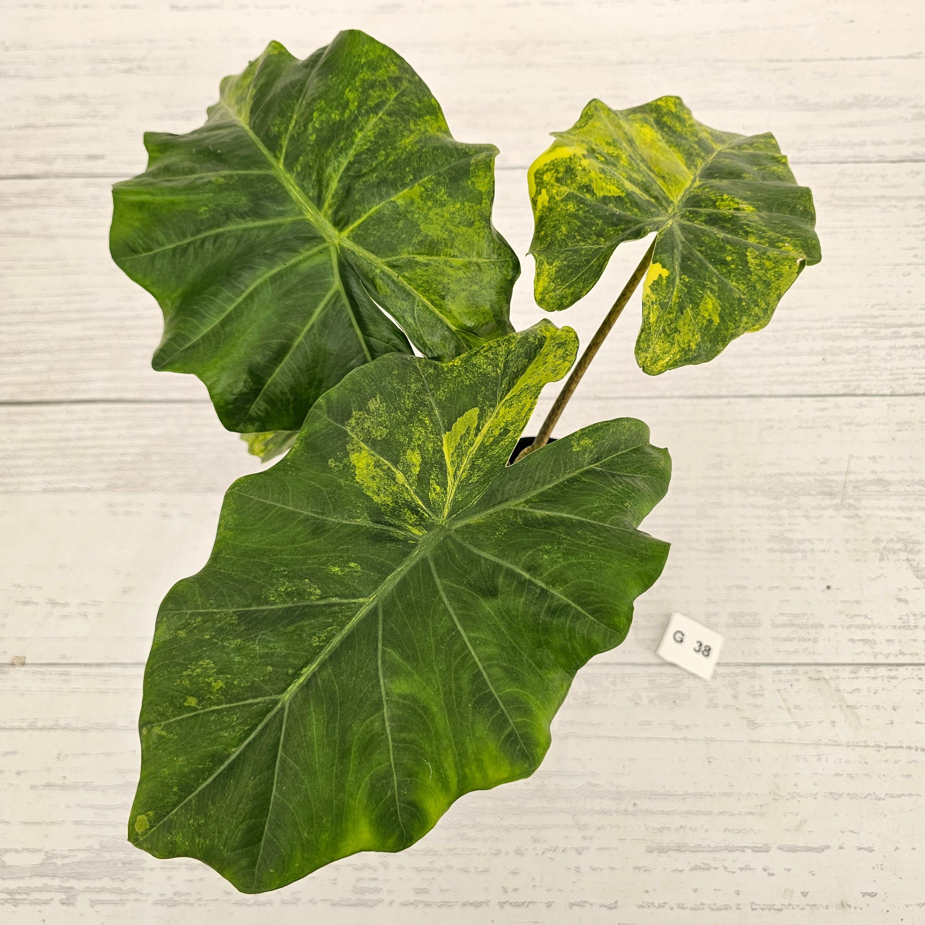 Alocasia Portora Variegata - SALE