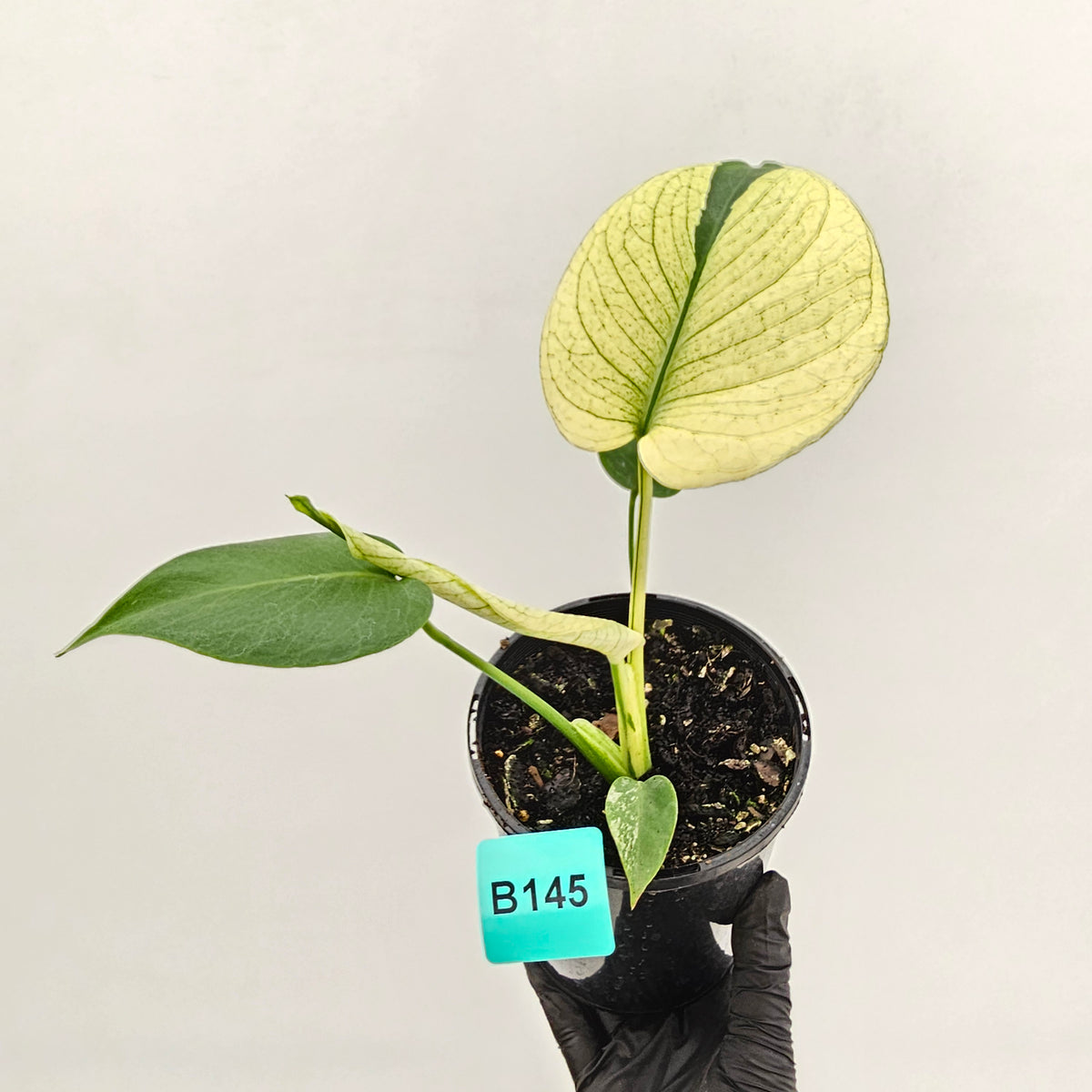 Monstera Deliciosa 'White Monster'