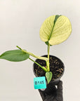 Monstera Deliciosa 'White Monster'