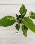 Philodendron giganteum Blizzard - SALE