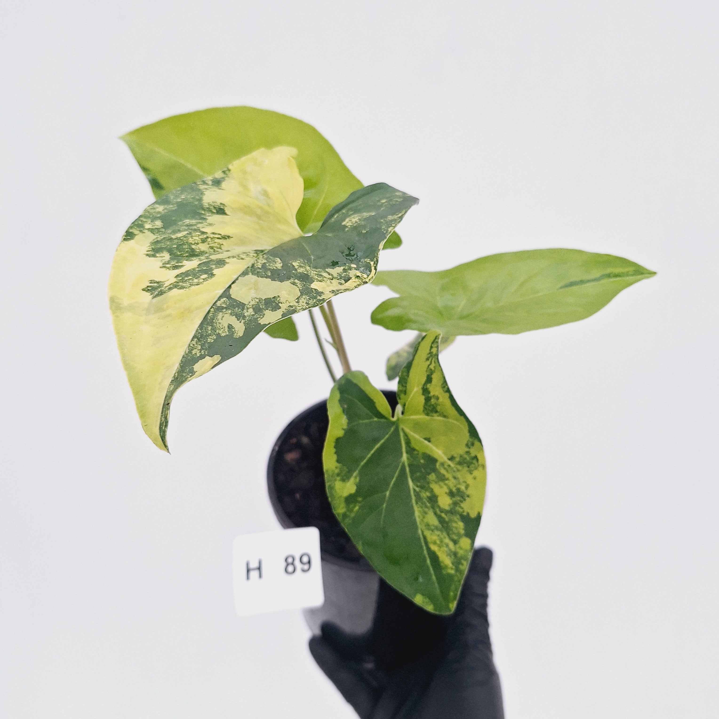 Syngonium podophyllum 'Gold'