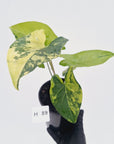 Syngonium podophyllum 'Gold'
