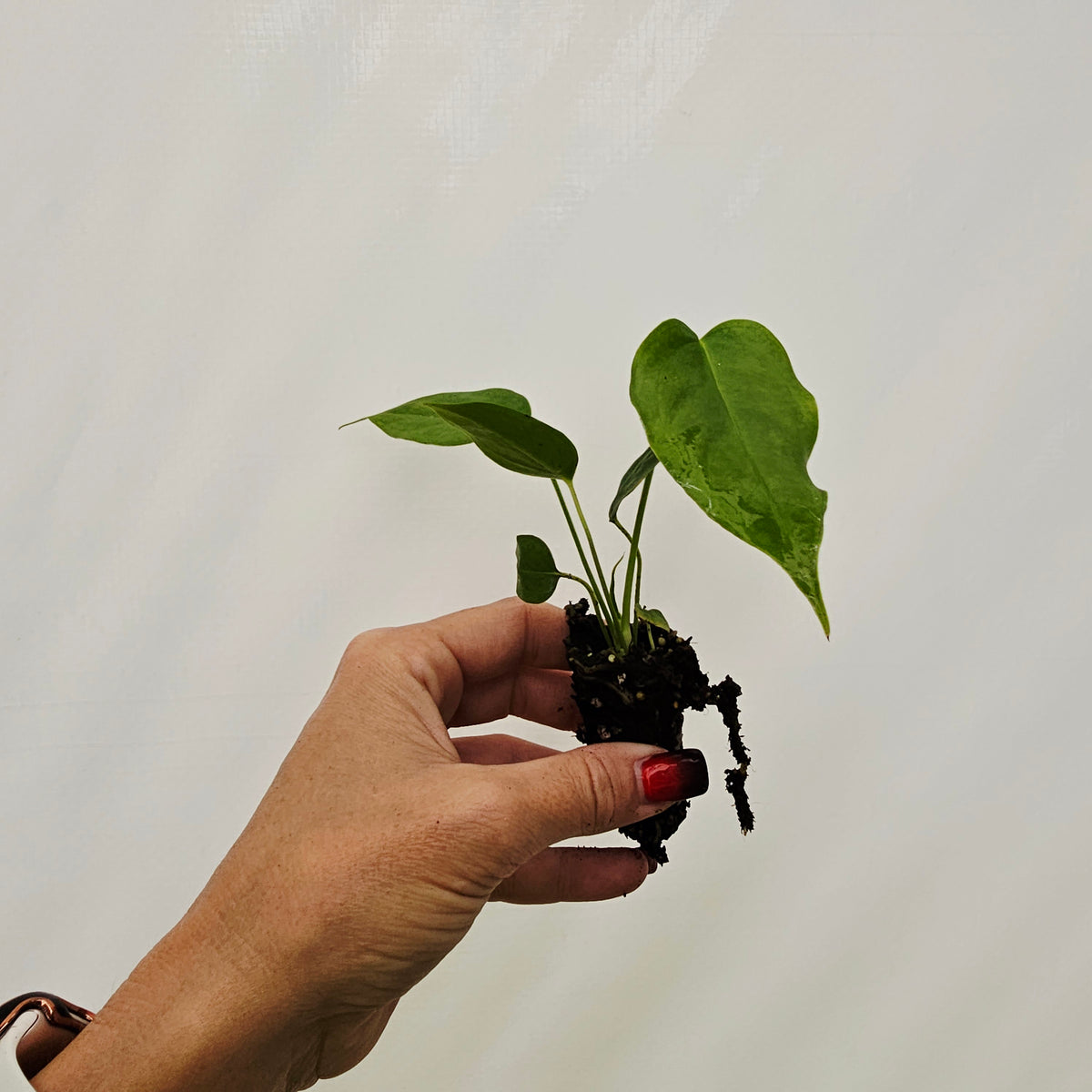 Anthurium veitchii- Bare Bottom Baby