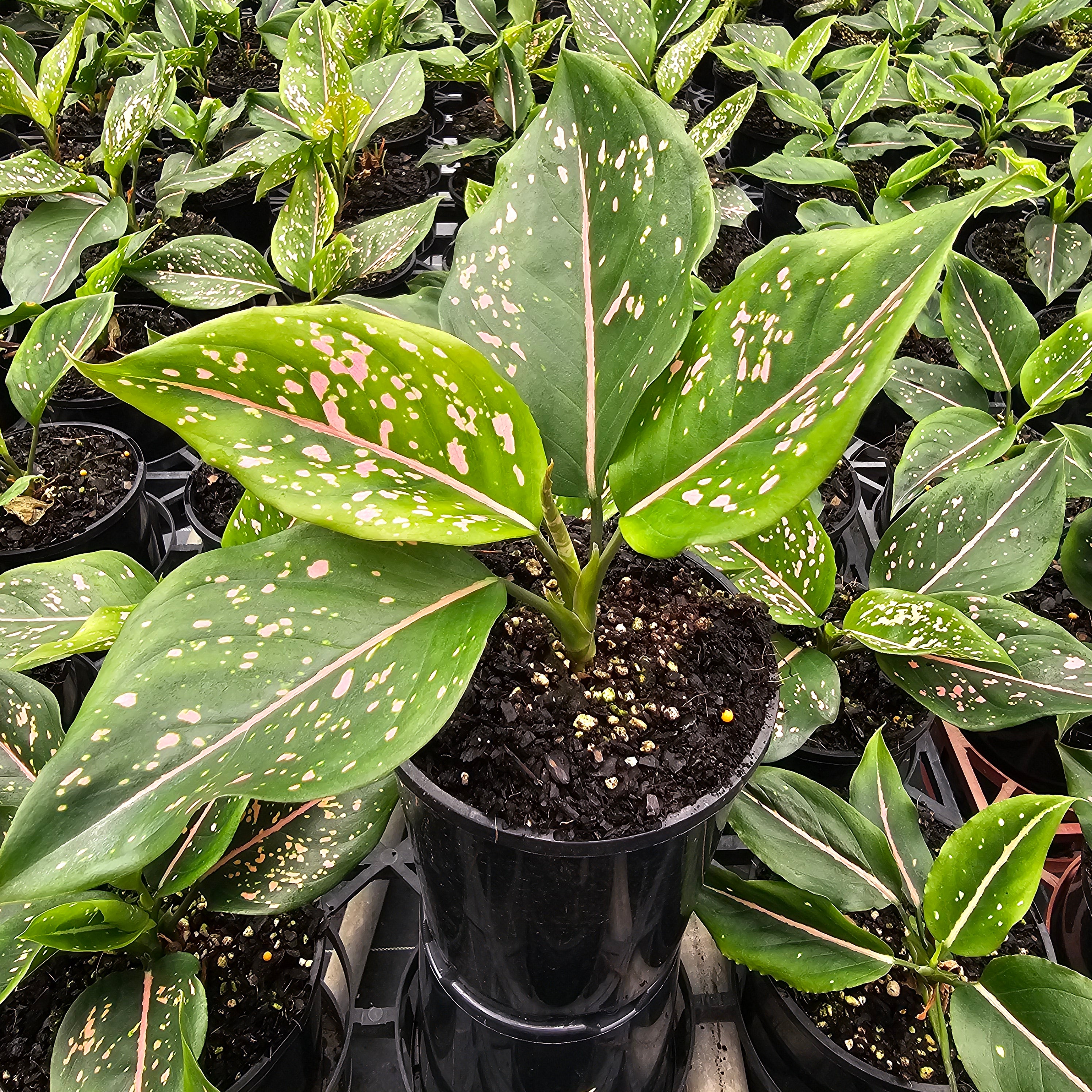 Aglaonema commutatum 'Pink Dalmation'