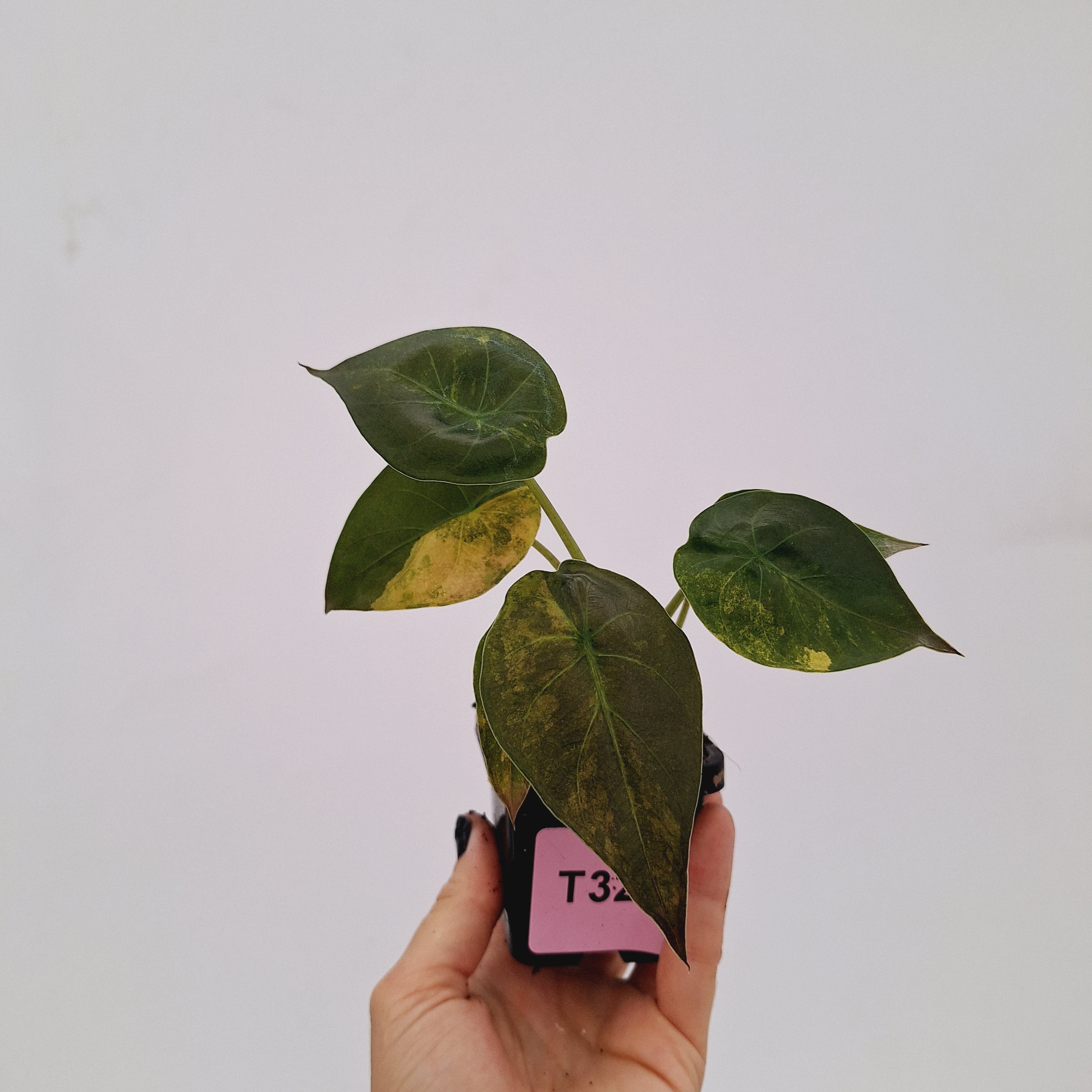 Alocasia ‘wentii’ Variegated