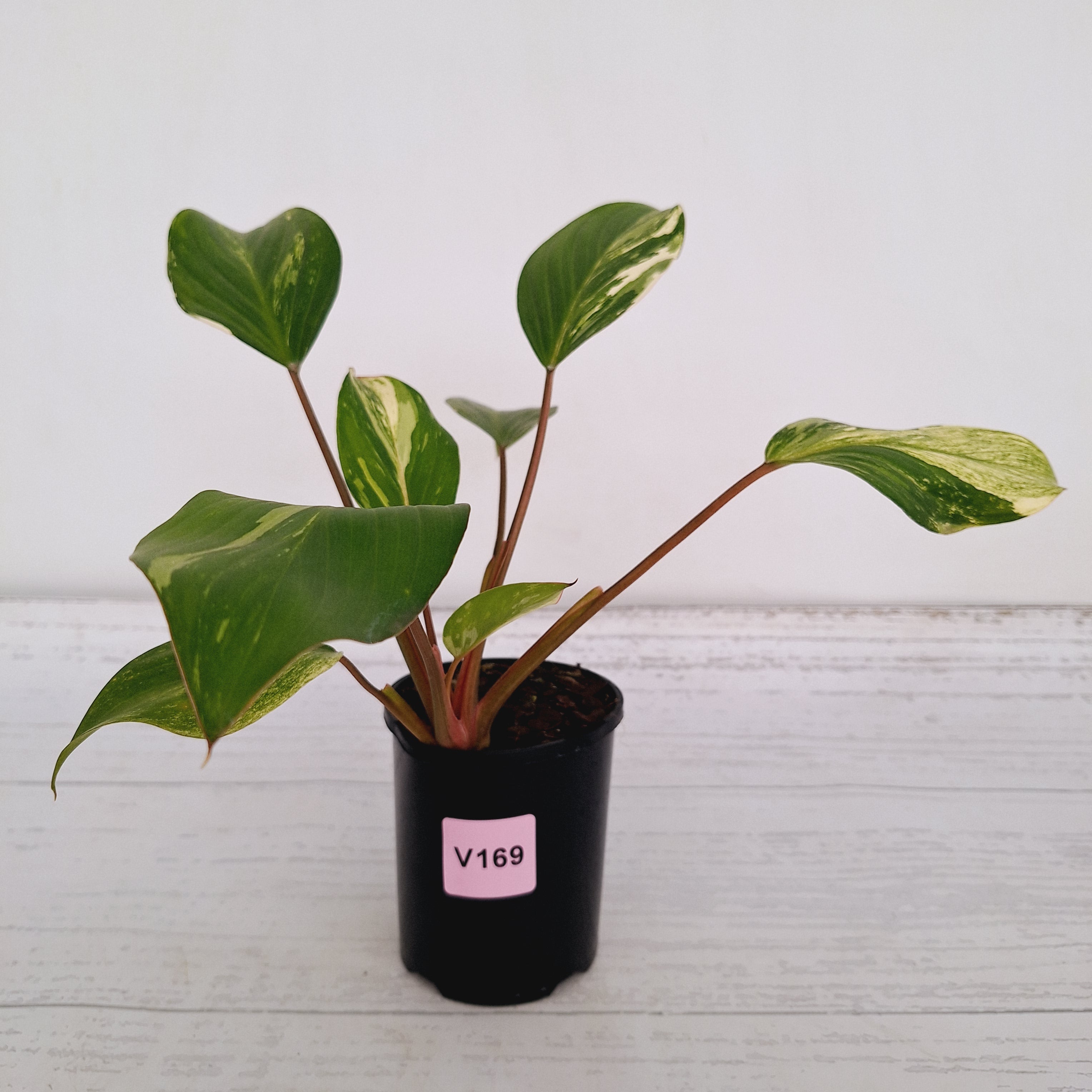 Homalomena Tropical Green Variegata -sale