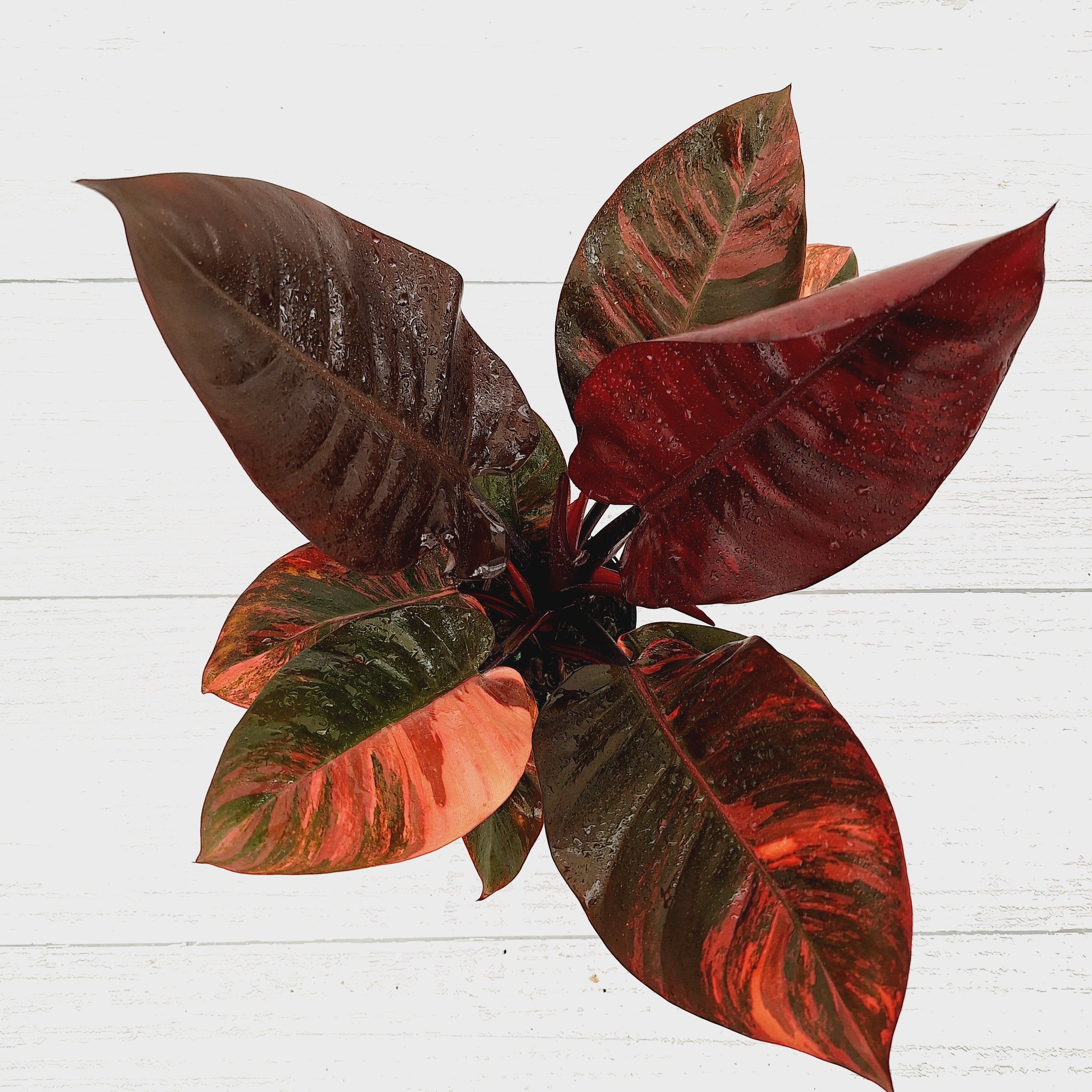 Philodendron erubescens Black Cardinal F. Variegata