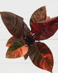 Philodendron erubescens Black Cardinal F. Variegata