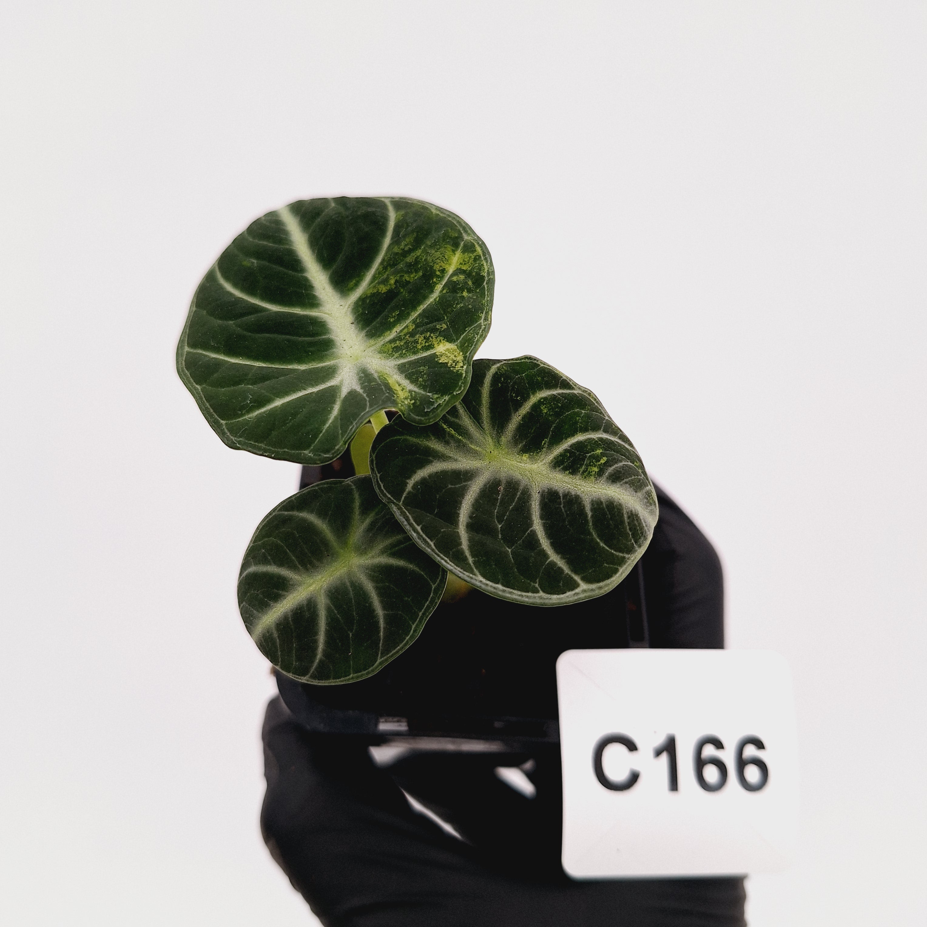 Alocasia reginula 'Ninja Variegata'