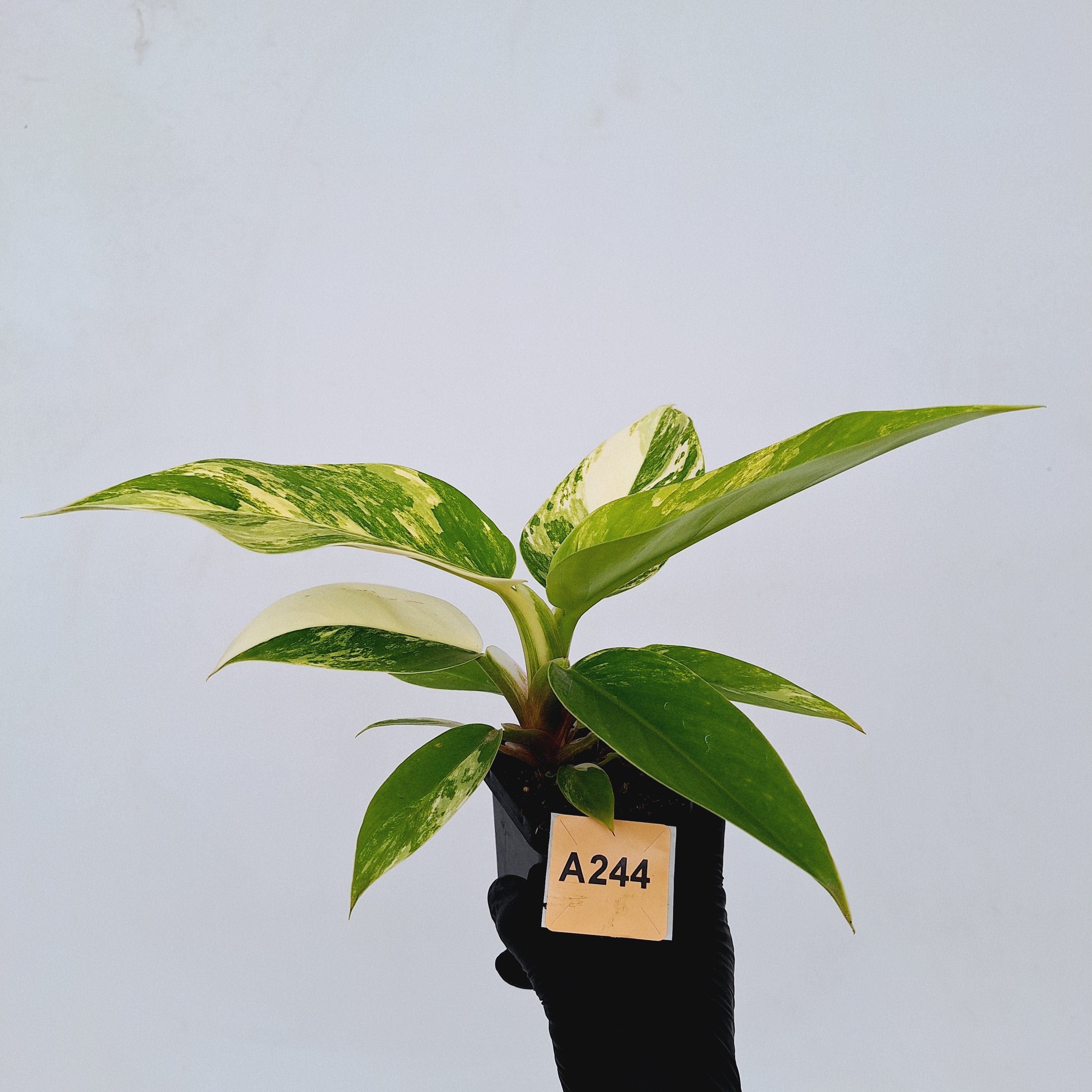 Philodendron imperial green variegata