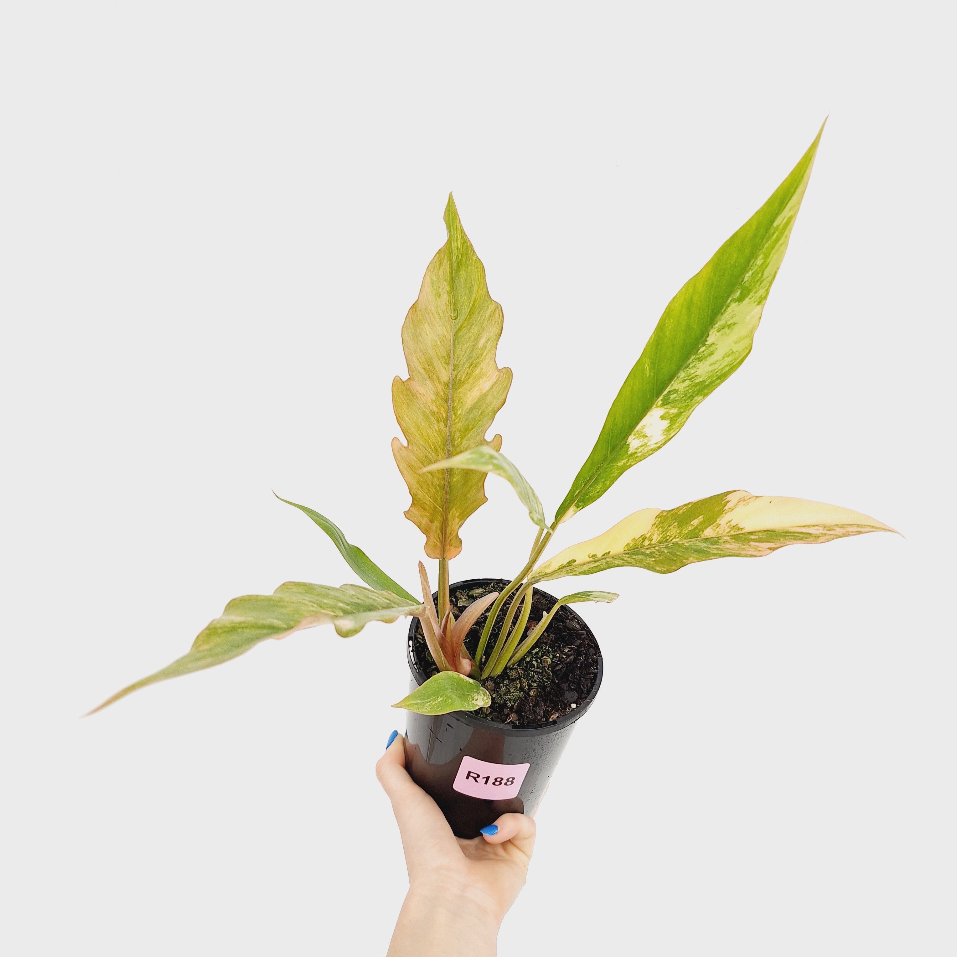 Philodendron serratum 'Caramel Marble'