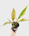 Philodendron serratum 'Caramel Marble'