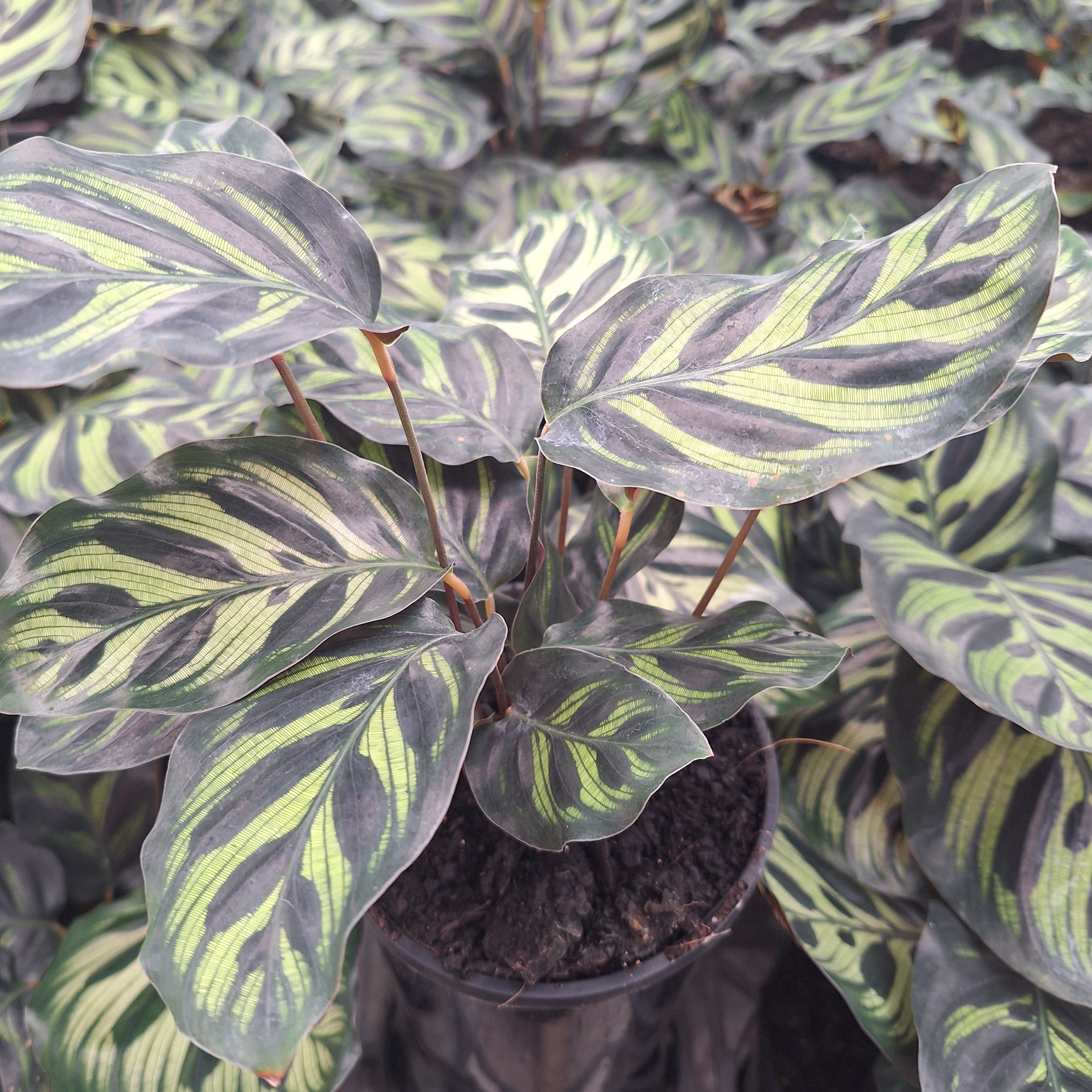 Calathea makoyana