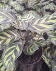 Calathea makoyana