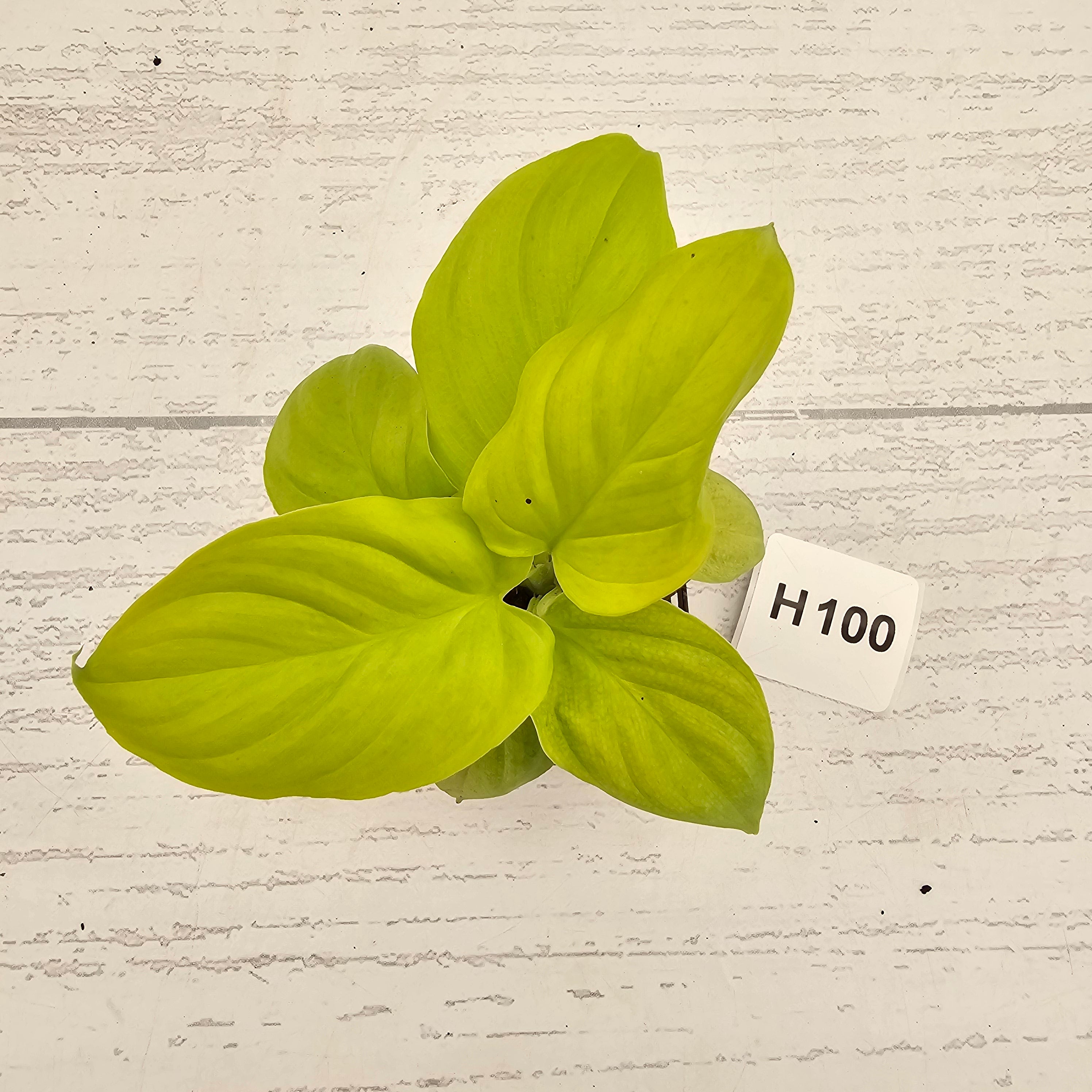 Homalomena rubescens Golden Hibiscus’ - Bare Bottom Baby - SALE