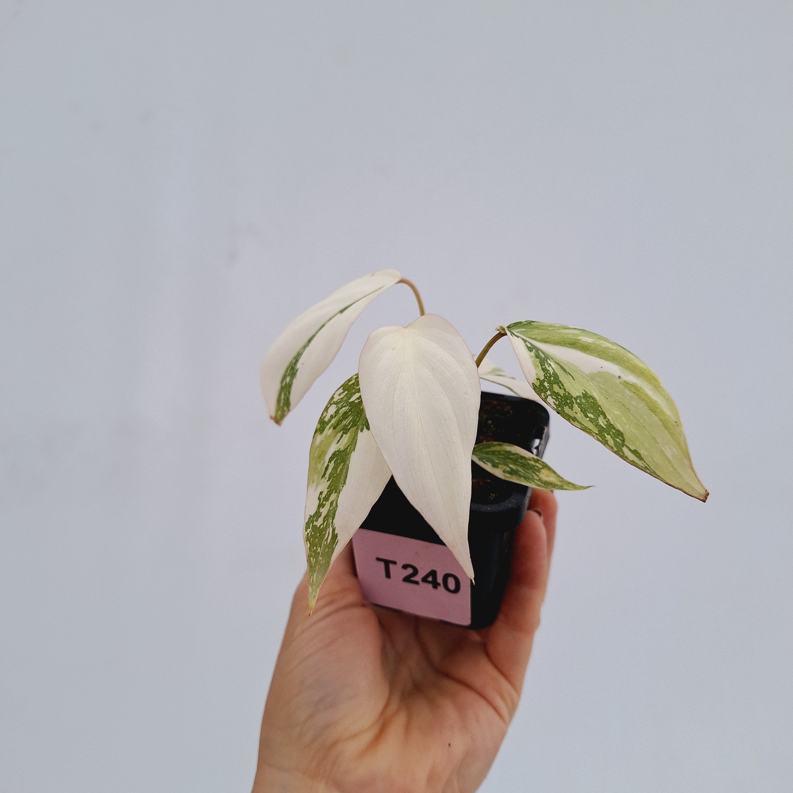 Philodendron gloriosum variegata