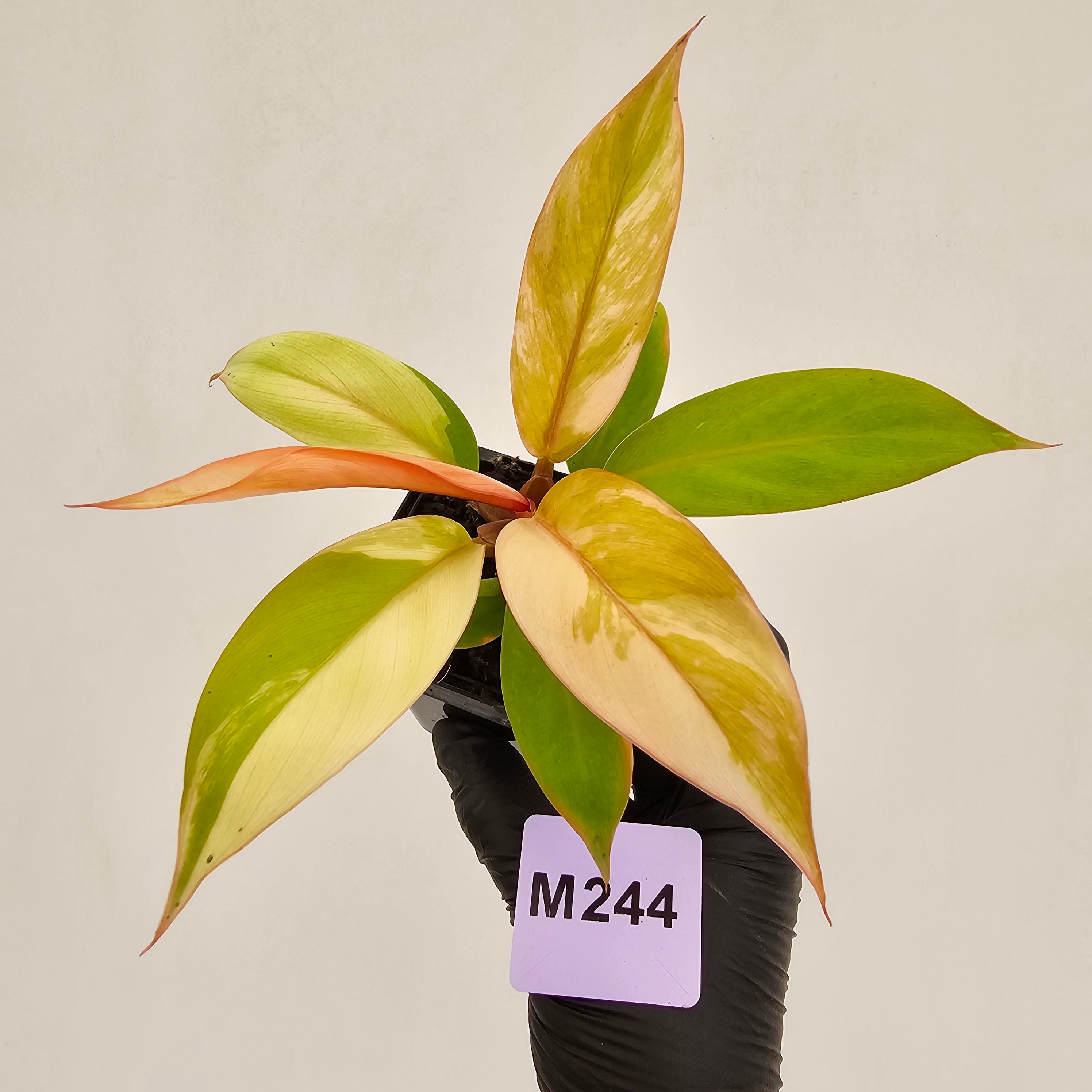 Philodendron Prince of Orange variegated - SALE