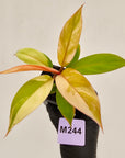 Philodendron Prince of Orange variegated - SALE