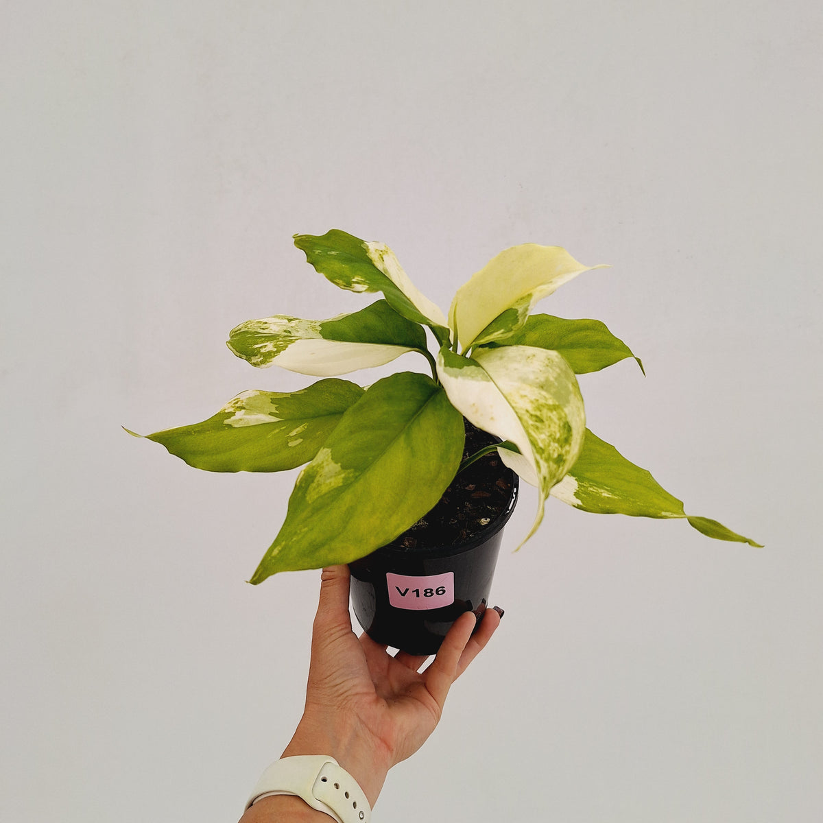 Aglaonema modestum variegata