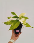 Aglaonema modestum variegata