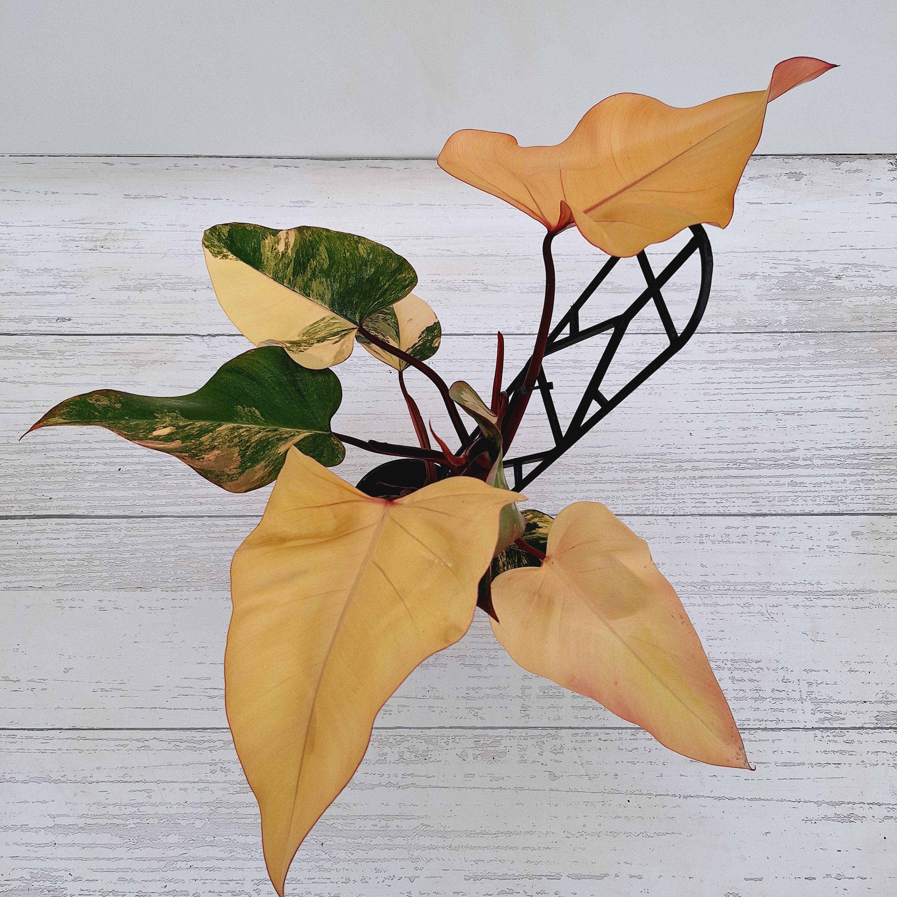Philodendron erubescens Strawberry Shake
