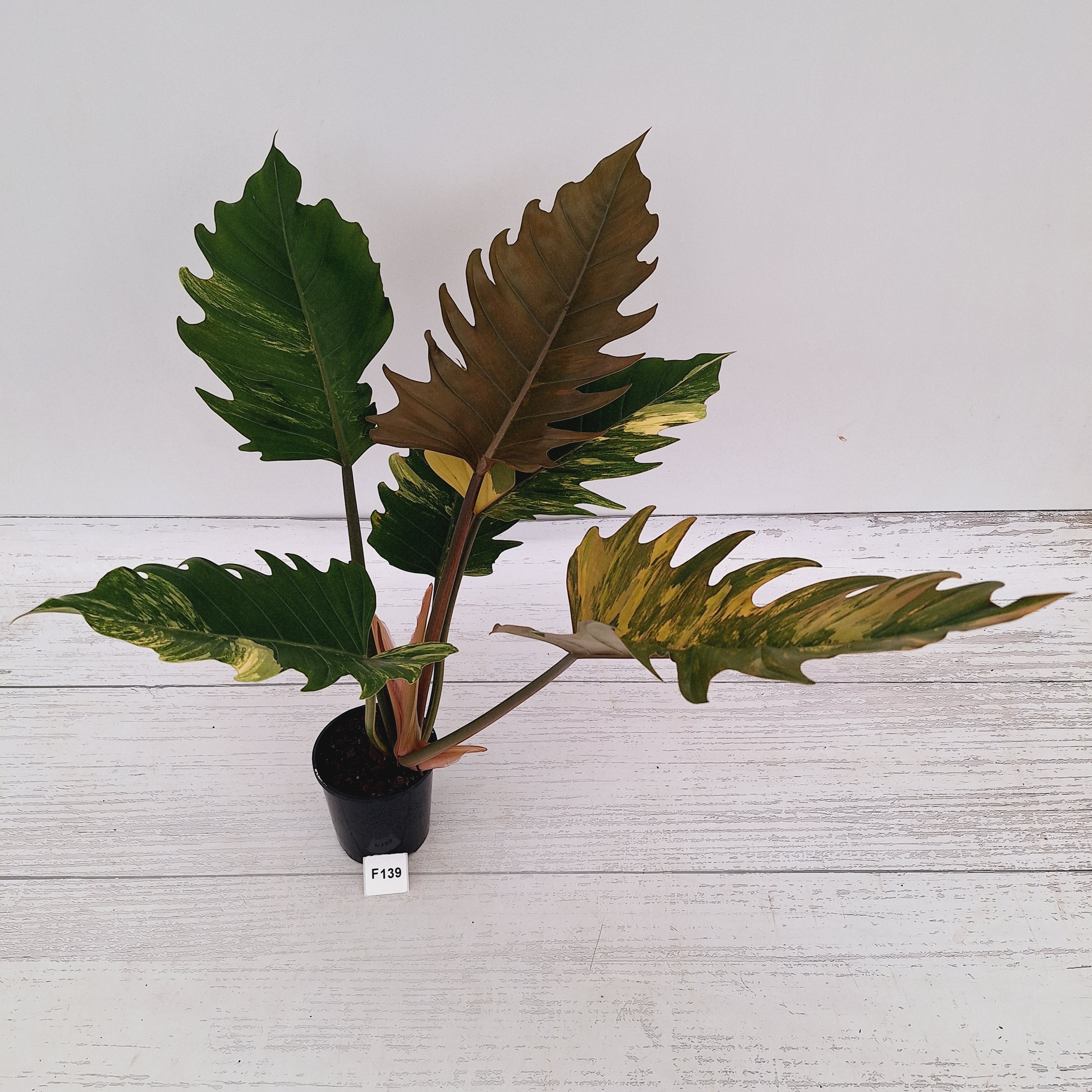 Philodendron serratum Caramel Marble