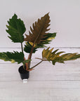 Philodendron serratum Caramel Marble
