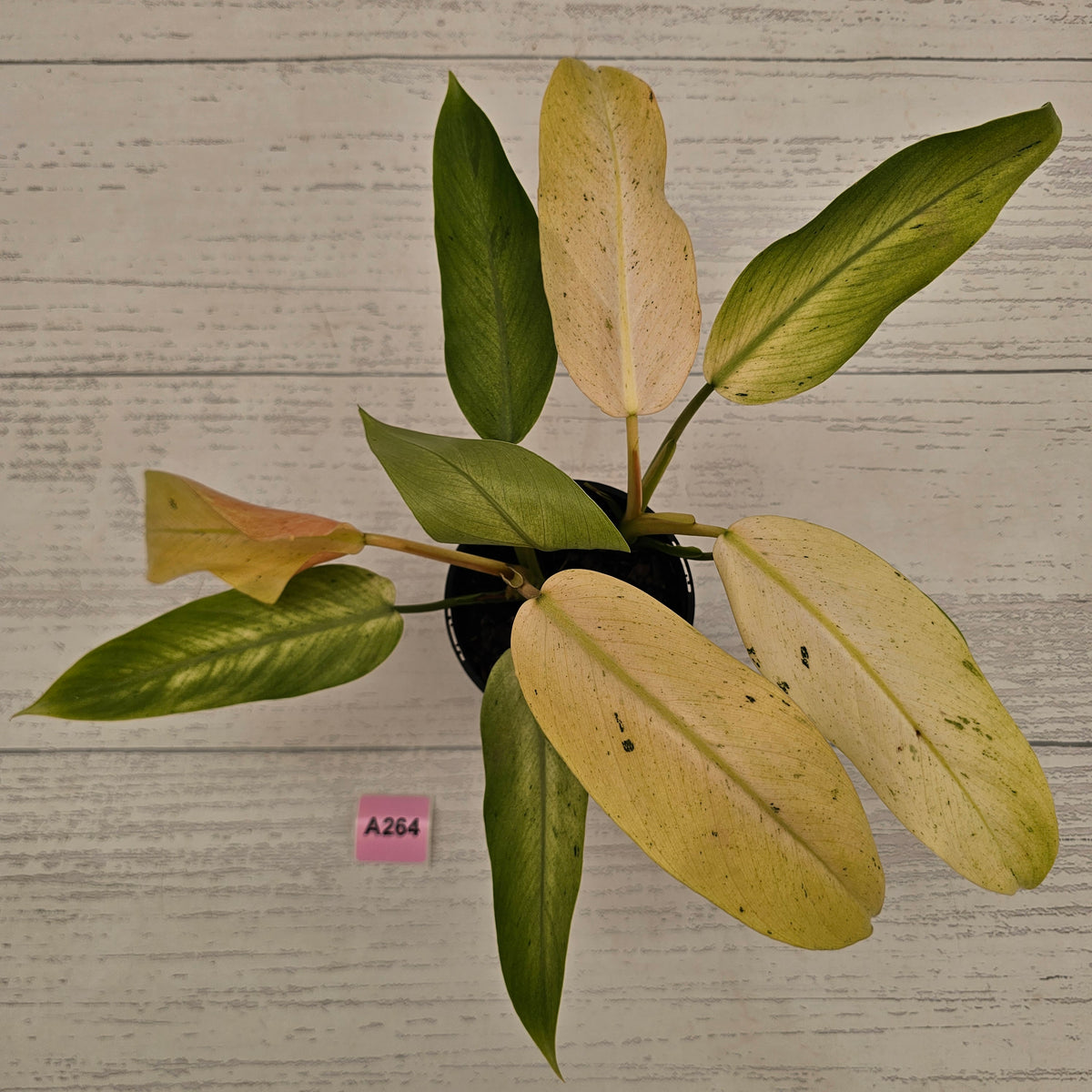Philodendron  'Whipple Way' SALE
