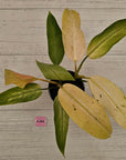 Philodendron  'Whipple Way' SALE