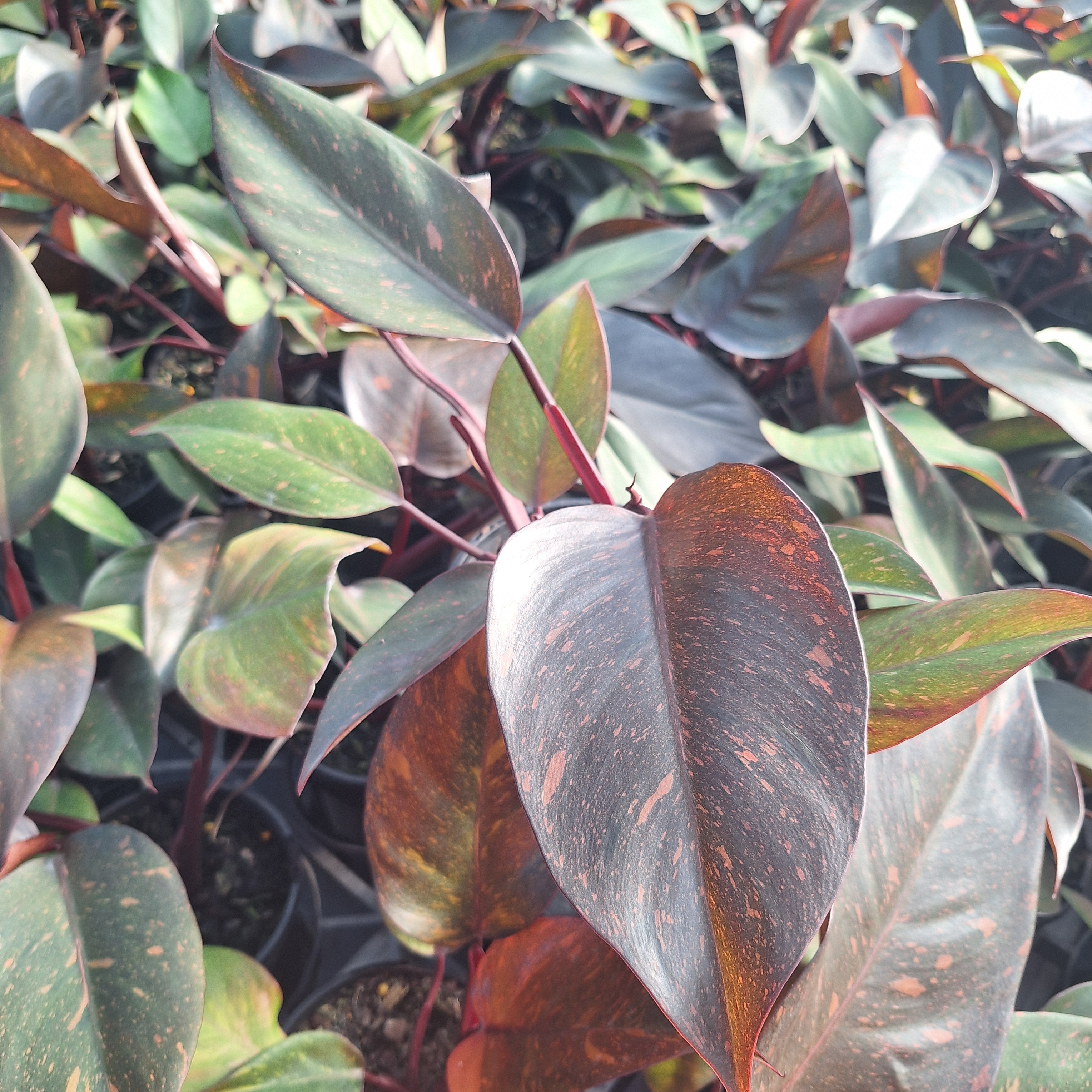 Philodendron 'Orange Princess'