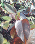 Philodendron 'Orange Princess'