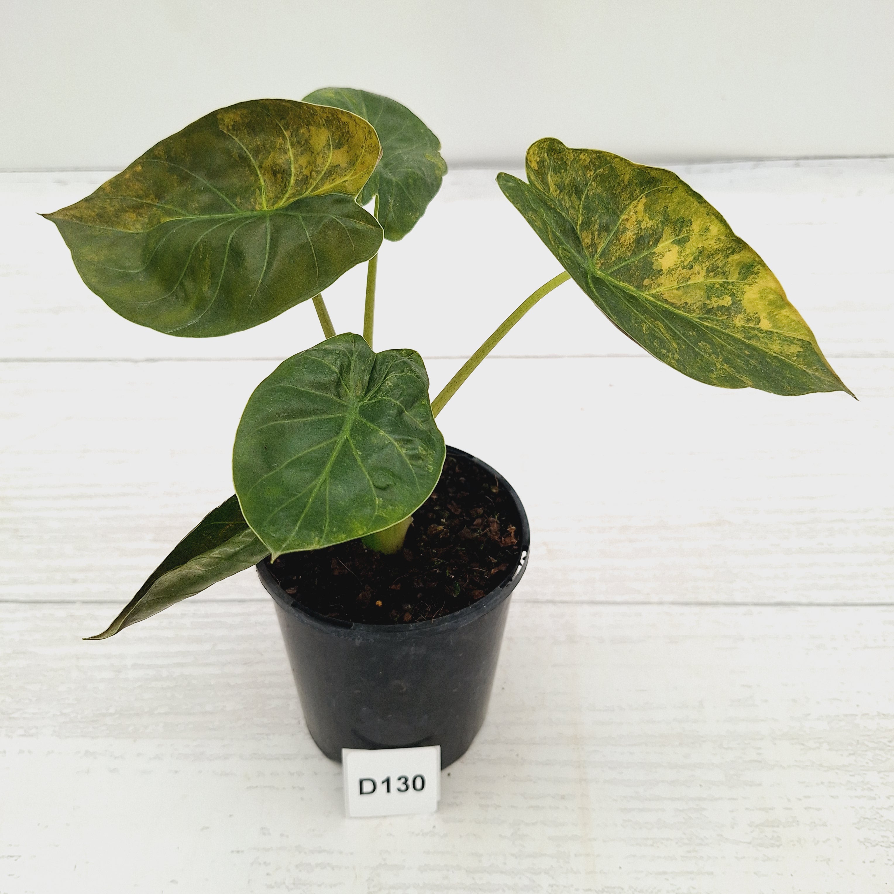 Alocasia ‘wentii’ Variegated
