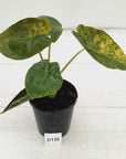 Alocasia ‘wentii’ Variegated