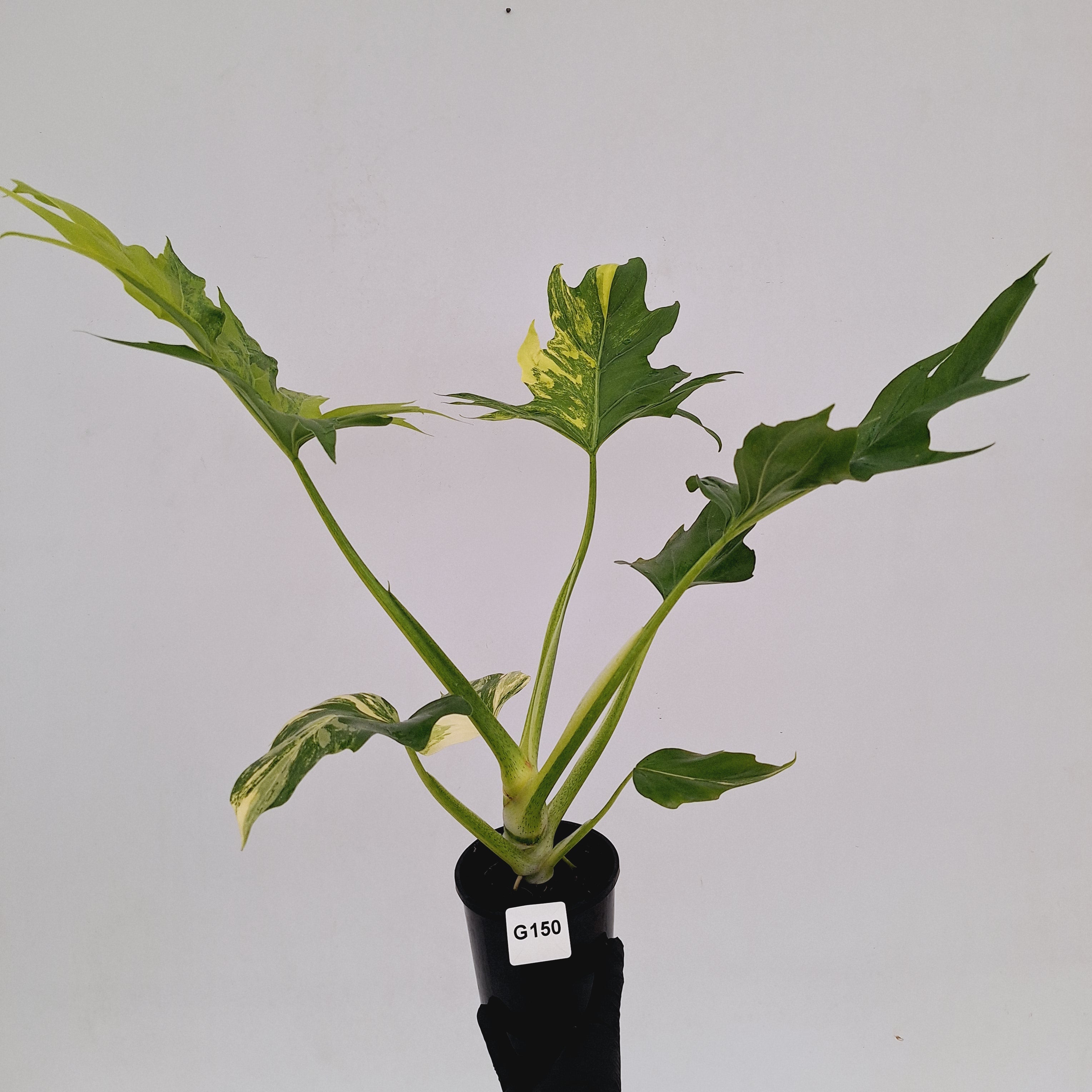 Philodendron warscewiczii Gold Variegata