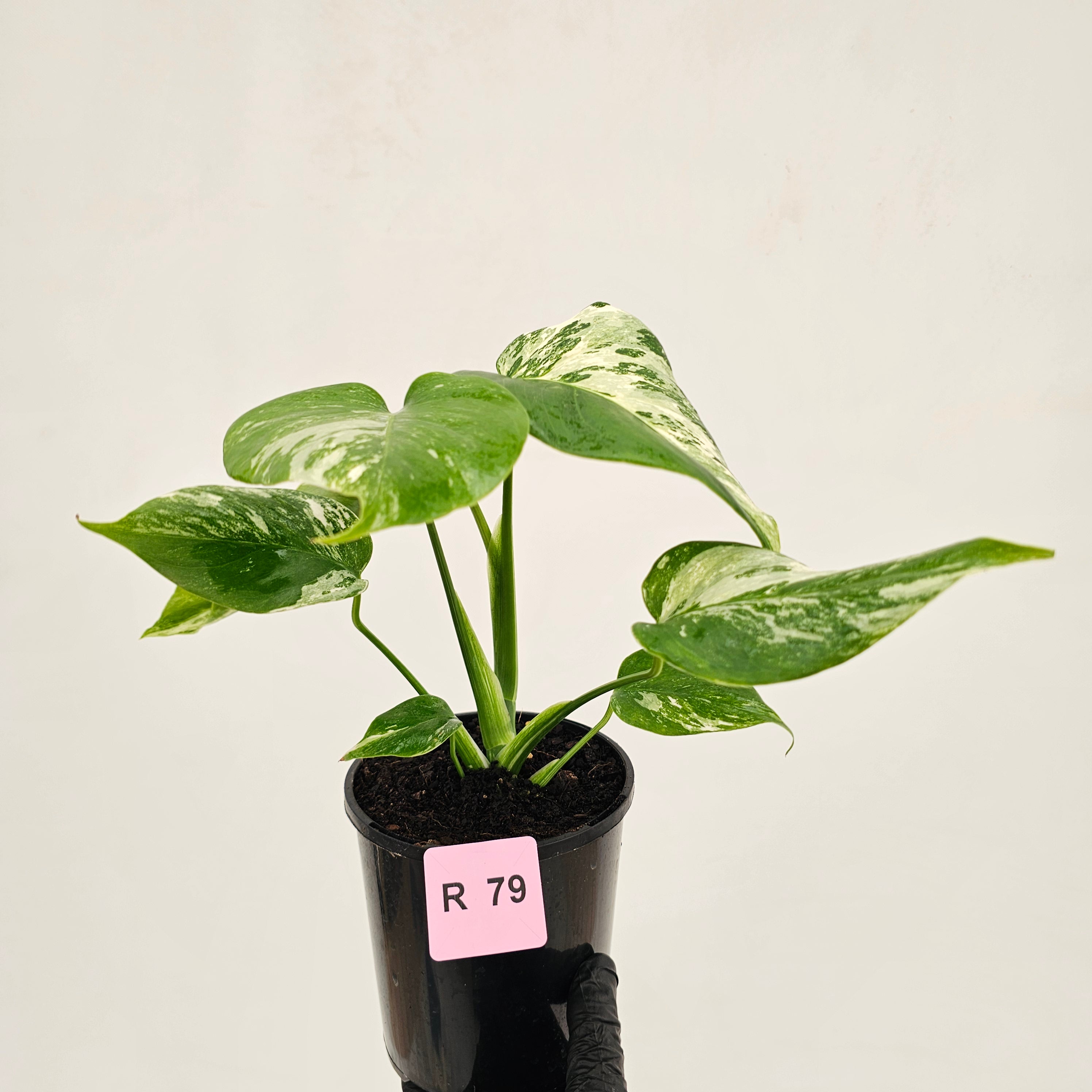Monstera borsigiana 'Albo'