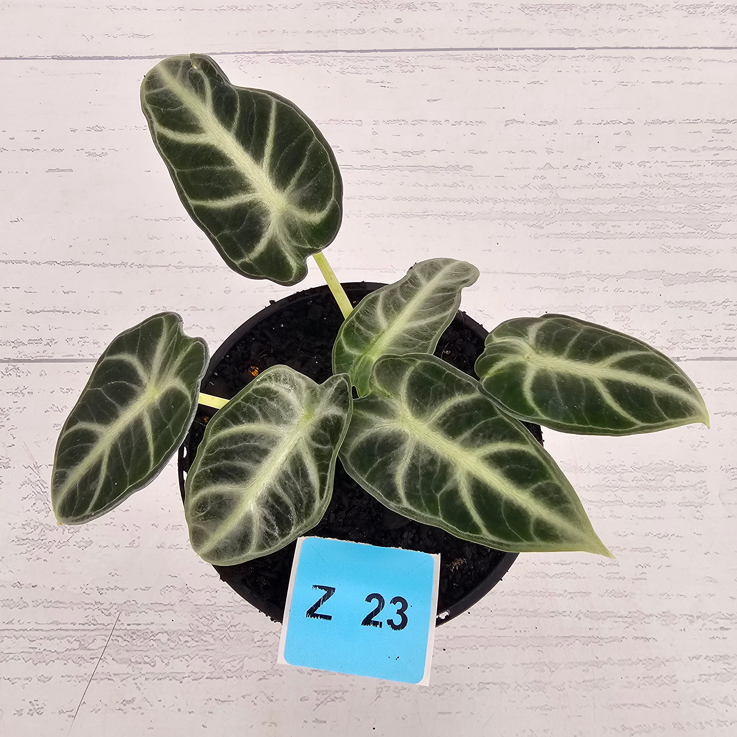 Alocasia  no ID