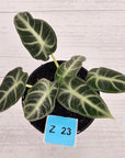 Alocasia  no ID