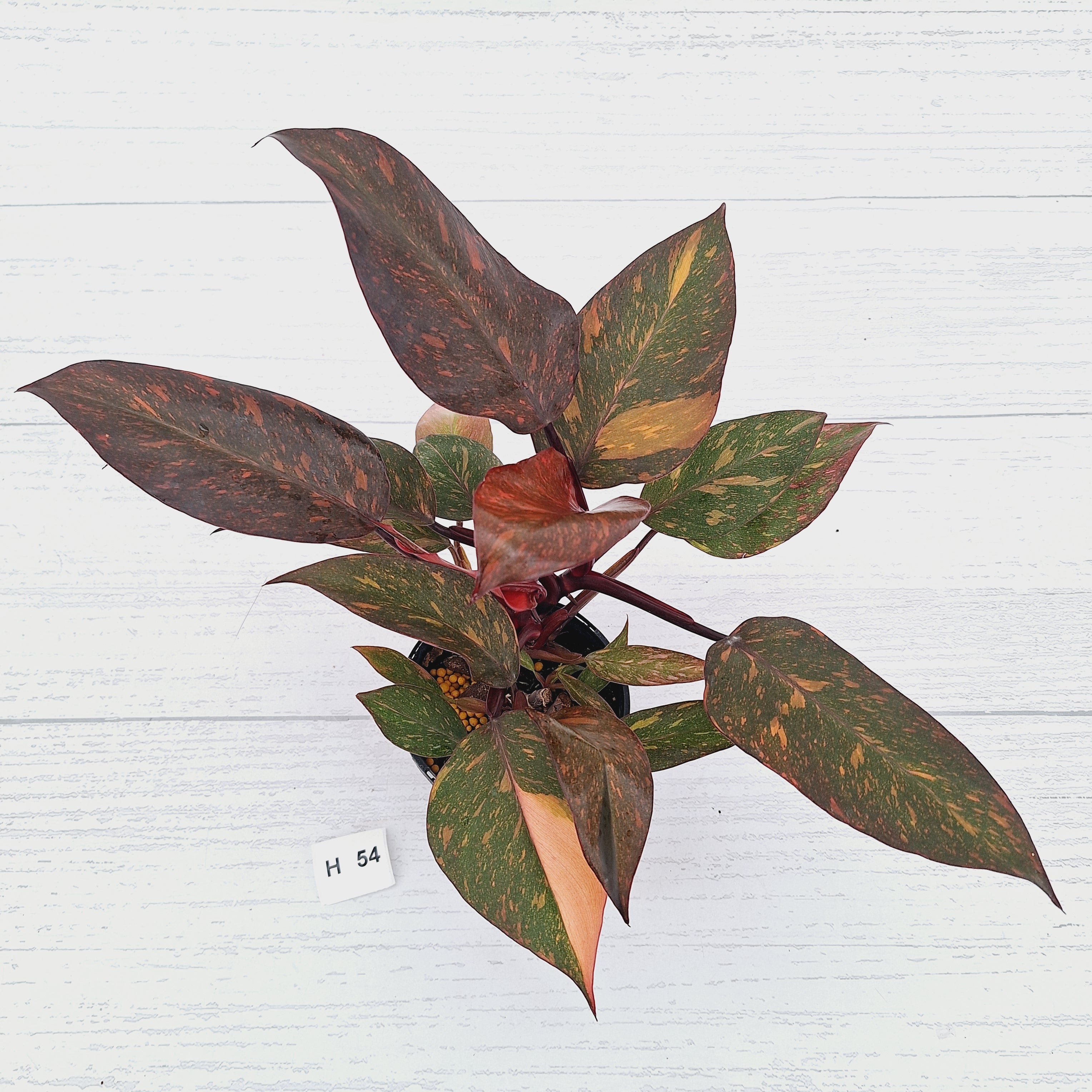 Philodendron 'Orange Princess' - FLASH SALE