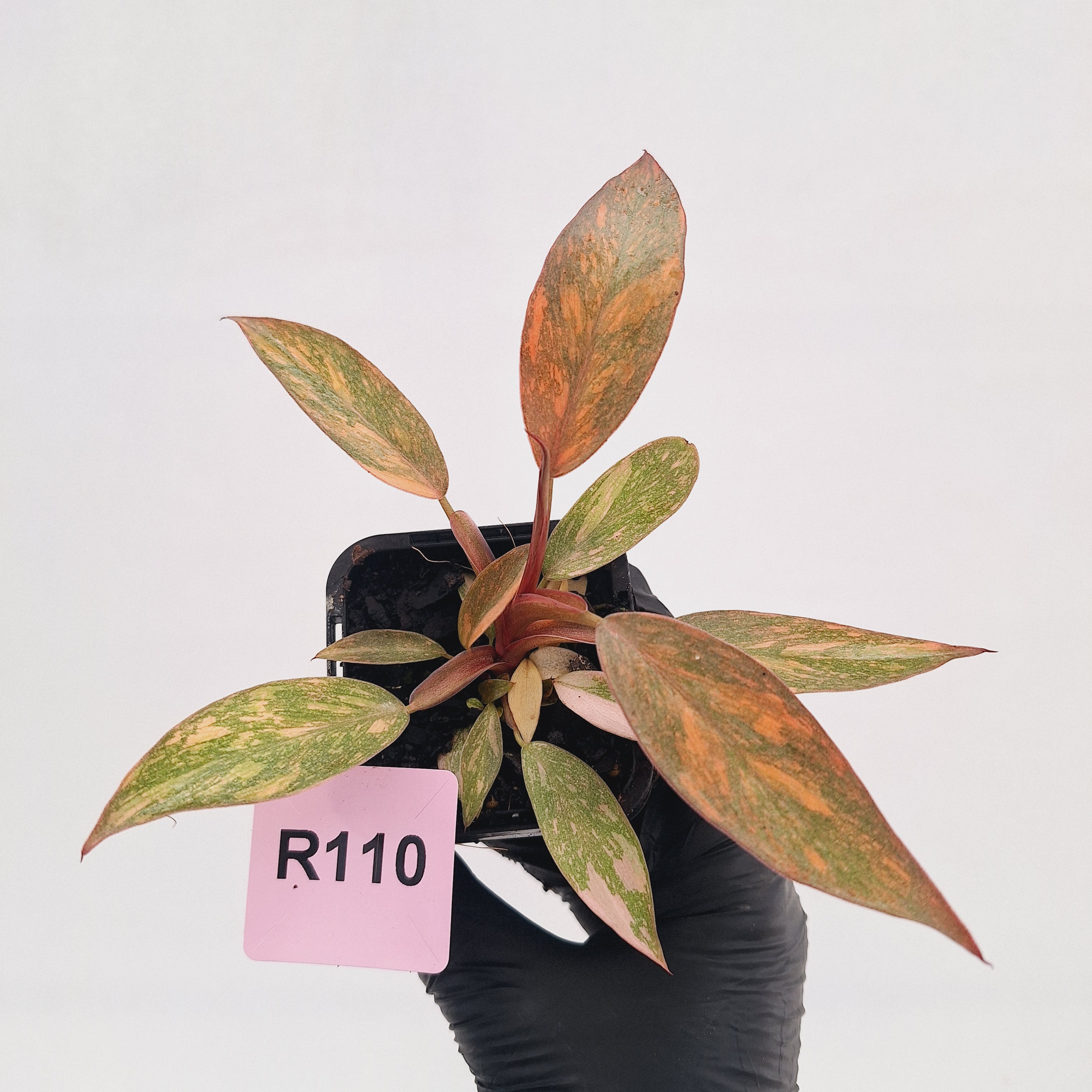 Philodendron 'Orange Princess' 70mm