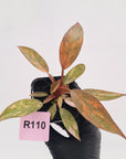 Philodendron 'Orange Princess' 70mm