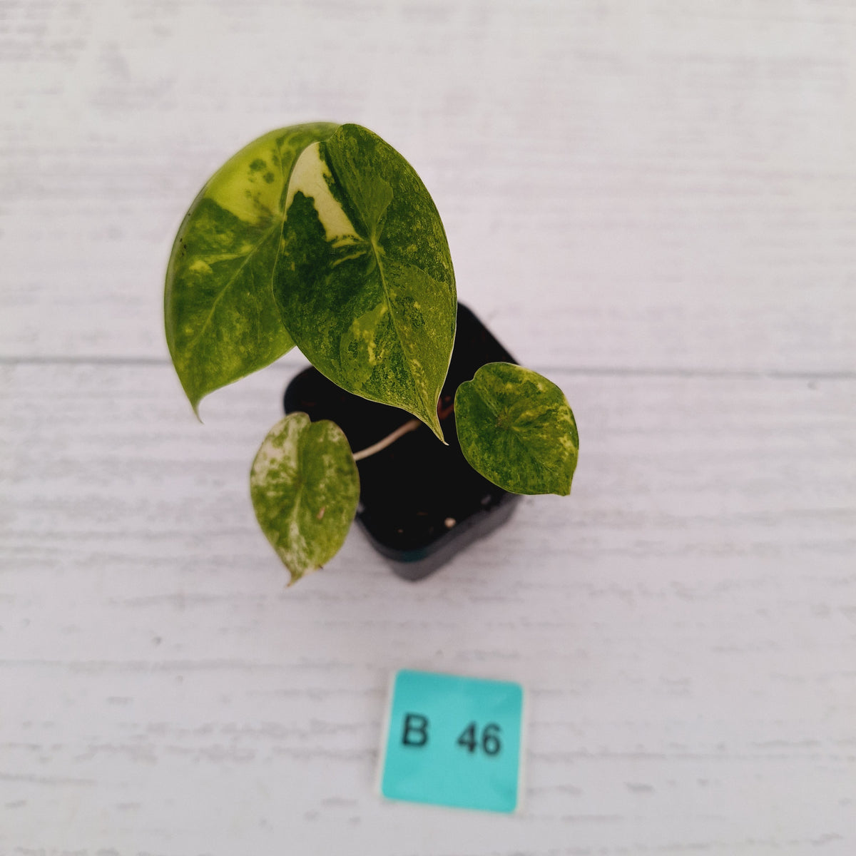 Alocasia 'Morocco' Variegated - SALE